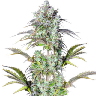 Семена сорта Original Big Bud Auto fem (FastBuds) Семена сорта Original Big Bud Auto fem (FastBuds)