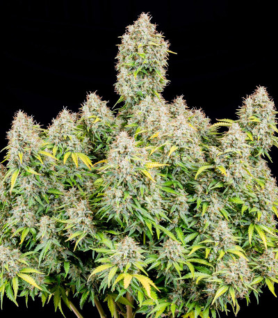 Семена сорта Original Cinderella Auto fem (FastBuds) Семена сорта Original Cinderella Auto fem (FastBuds) — изображение 3