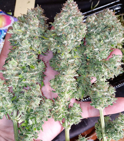Семена сорта Original Cinderella Auto fem (FastBuds) Семена сорта Original Cinderella Auto fem (FastBuds) — изображение 4