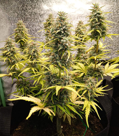 Семена сорта Original Cinderella Auto fem (FastBuds) Семена сорта Original Cinderella Auto fem (FastBuds) — изображение 6