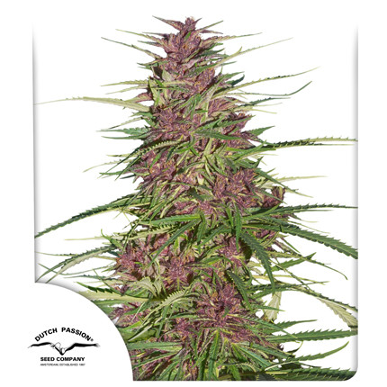 Сорт Purple #1 Сорт Purple #1