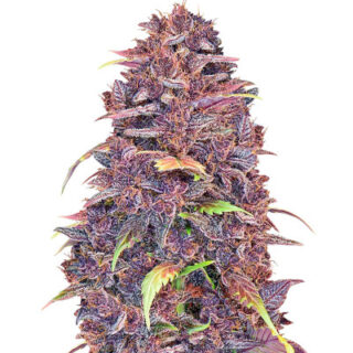Purple Lemonade Auto fem (FastBuds) Purple Lemonade Auto fem (FastBuds)