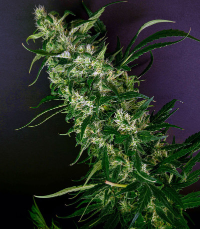 Purple Punch fem (Barney's Farm) Purple Punch fem (Barney's Farm) — изображение 4