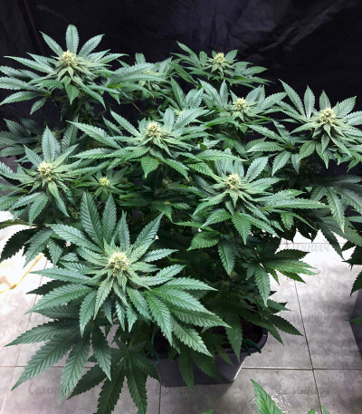Семена сорта Purple Punch Cookies fem (Original Sensible Seeds) Семена сорта Purple Punch Cookies fem (Original Sensible Seeds) — изображение 3