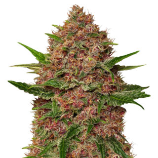 Семена сорта Purple Punch Cookies fem (Original Sensible Seeds) Семена сорта Purple Punch Cookies fem (Original Sensible Seeds)