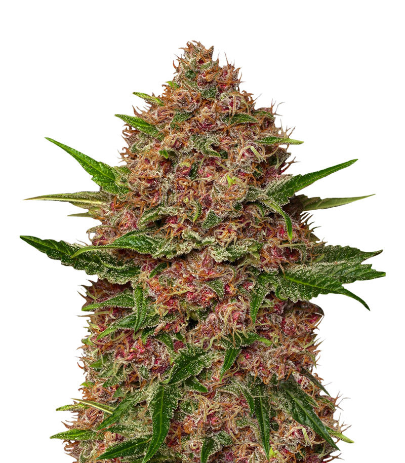 Семена сорта Purple Punch Cookies fem (Original Sensible Seeds) Семена сорта Purple Punch Cookies fem (Original Sensible Seeds)