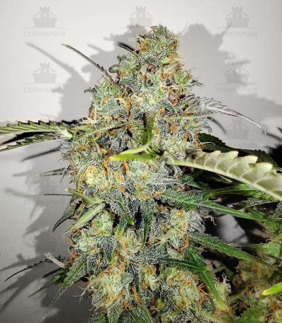 Runtz Auto fem (Barney's Farm) Runtz Auto fem (Barney's Farm) — изображение 5