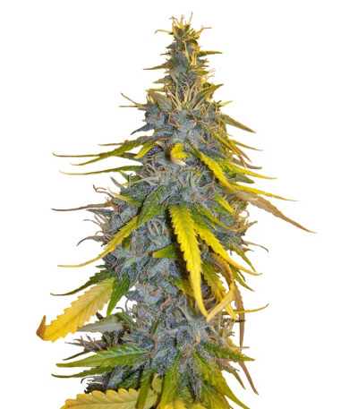Семена сорта S.A.D. Sweet Afgani Delicious F1 Fast Version (Sweet Seeds) Семена сорта S.A.D. Sweet Afgani Delicious F1 Fast Version (Sweet Seeds)