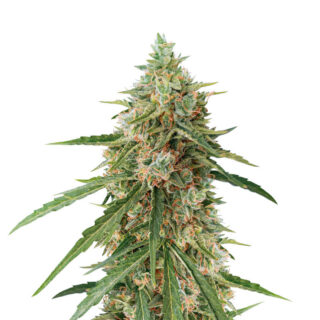 Семена сорта Auto Lennon fem (Pyramid Seeds) Семена сорта Auto Lennon fem (Pyramid Seeds)