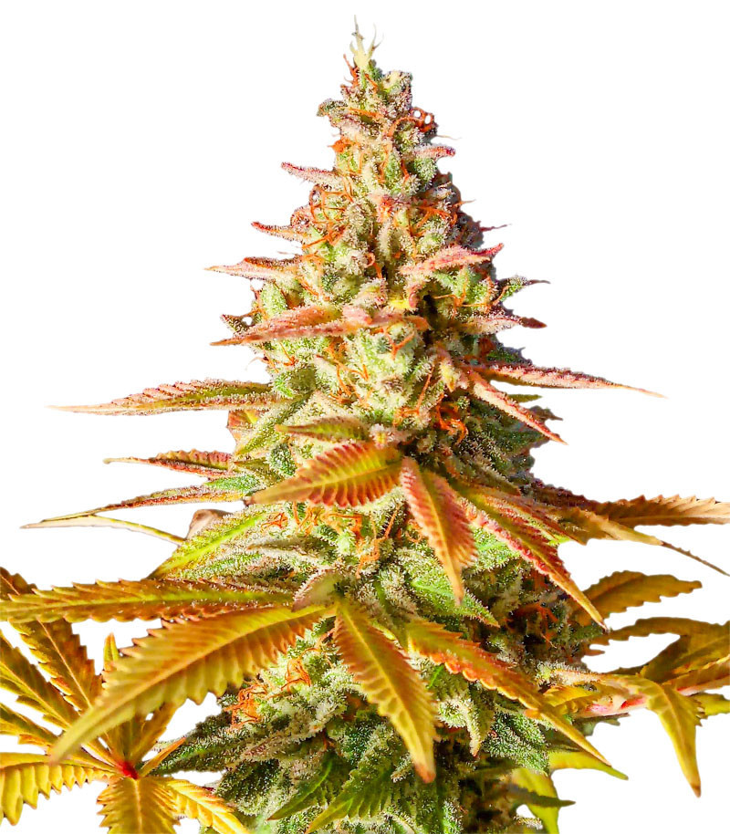Original Clon fem (Blimburn Seeds) семена конопли Original Clon fem (Blimburn Seeds) семена конопли