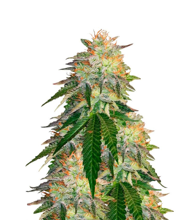 Runtz Punch fem (Herbies Seeds) Runtz Punch fem (Herbies Seeds)