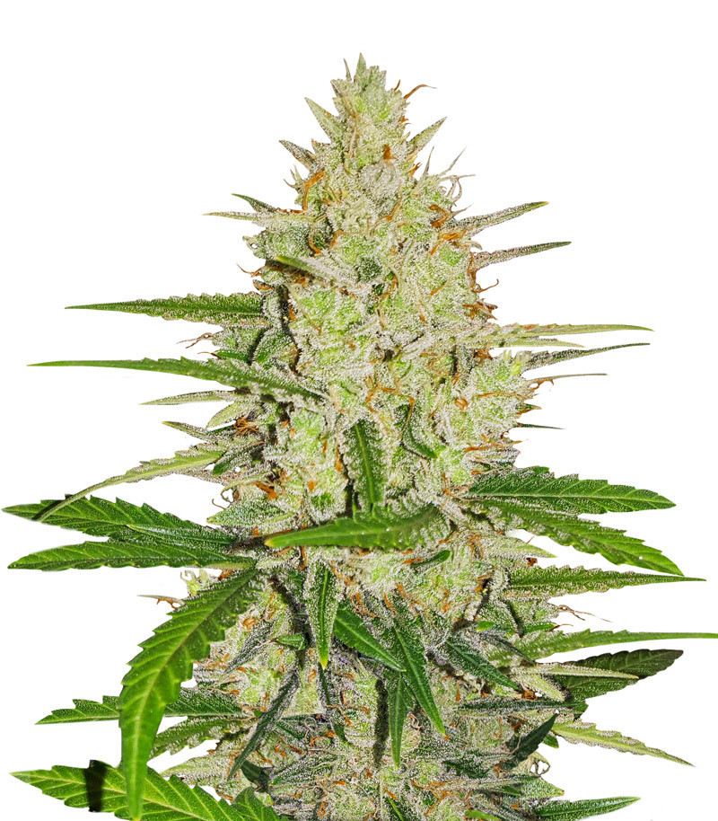 Семена сорта Runtz XL Auto fem (Sweet Seeds) Семена сорта Runtz XL Auto fem (Sweet Seeds)