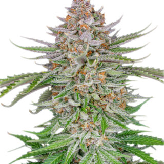 Семена сорта Strawberry Pie Auto fem (FastBuds) Семена сорта Strawberry Pie Auto fem (FastBuds)