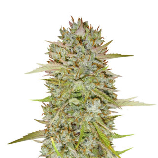 Wedding Cake Auto fem (Barney's Farm) Wedding Cake Auto fem (Barney's Farm)