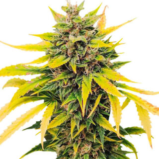 Auto Ak (AK 47 Auto) семена конопли Auto Ak (AK 47 Auto) семена конопли