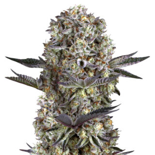 Семена сорта Dos Si Dos 33 fem (Barney's Farm) Семена сорта Dos Si Dos 33 fem (Barney's Farm)