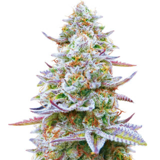 Семена сорта Gorilla Zkittlez (Barney's Farm) Семена сорта Gorilla Zkittlez (Barney's Farm)