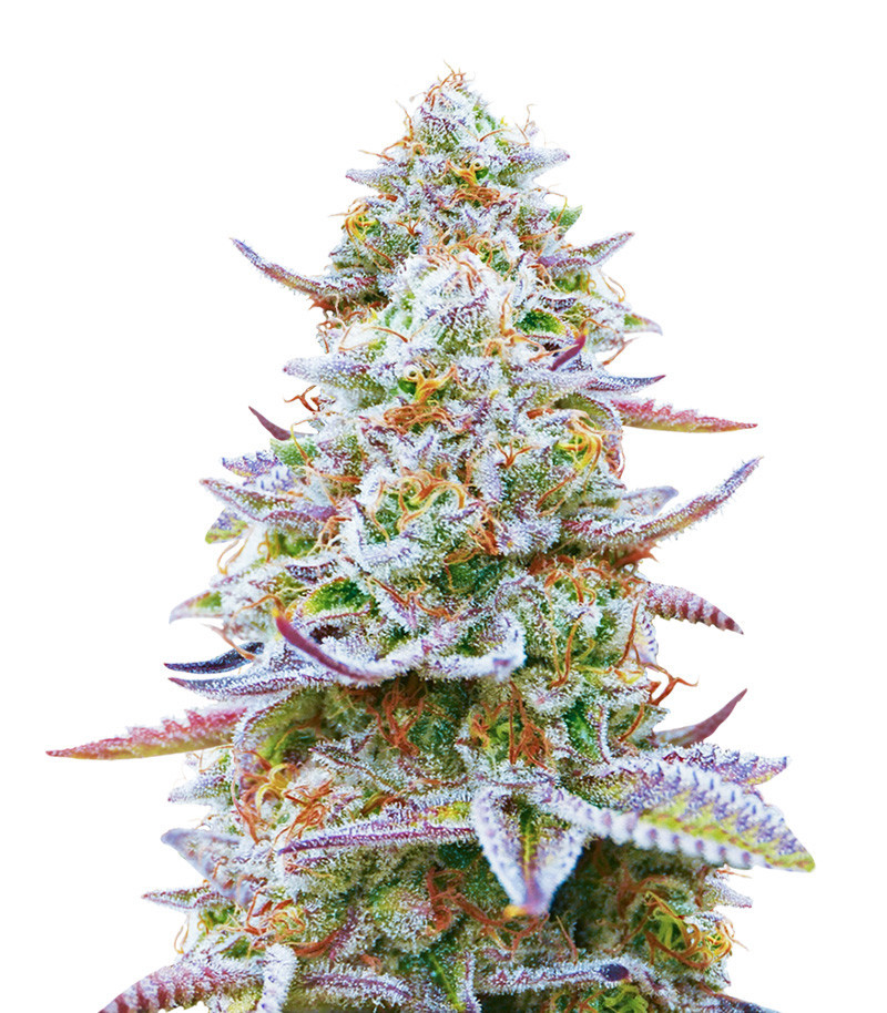 Семена сорта Gorilla Zkittlez (Barney's Farm) Семена сорта Gorilla Zkittlez (Barney's Farm)