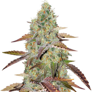 Сорт Grandaddy Purple fem (Blimburn Seeds) Сорт Grandaddy Purple fem (Blimburn Seeds)