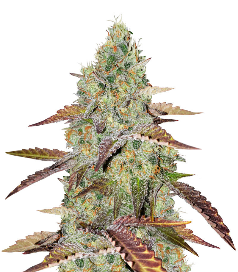 Сорт Grandaddy Purple fem (Blimburn Seeds) Сорт Grandaddy Purple fem (Blimburn Seeds)