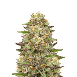 Семена сорта Green Gelato fem (Royal Queen Seeds) Семена сорта Green Gelato fem (Royal Queen Seeds)