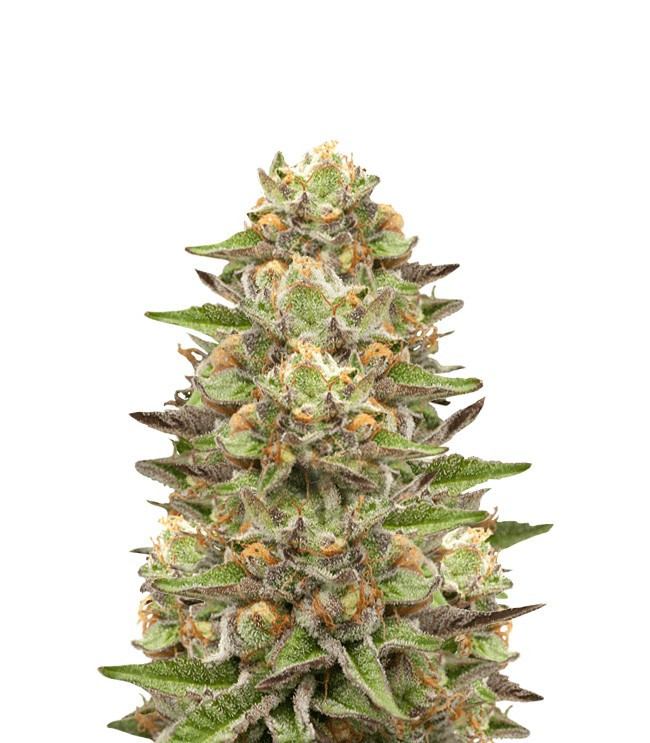 Семена сорта Green Gelato fem (Royal Queen Seeds) Семена сорта Green Gelato fem (Royal Queen Seeds)
