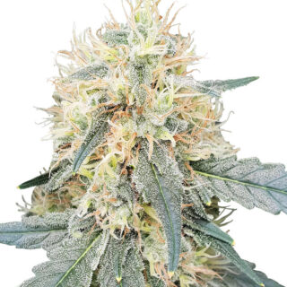 Семена сорта Stromboli Auto fem (Paradise Seeds) Семена сорта Stromboli Auto fem (Paradise Seeds)