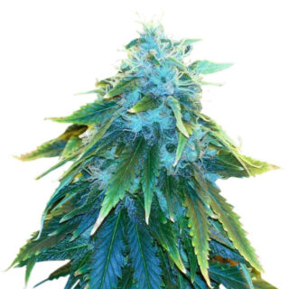 Семена сорта AK 48 fem (Nirvana Seeds) Семена сорта AK 48 fem (Nirvana Seeds)