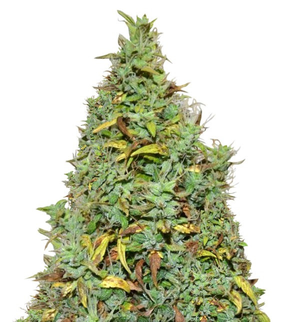 Семена сорта Auto Nefertiti fem (Pyramid Seeds) Семена сорта Auto Nefertiti fem (Pyramid Seeds)