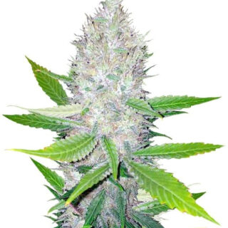 Семена сорта Blackberry fem (Nirvana Seeds) Семена сорта Blackberry fem (Nirvana Seeds)