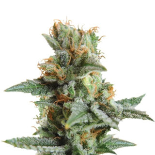Семена сорта Blueberry Kush Automatic fem (Nirvana Seeds) Семена сорта Blueberry Kush Automatic fem (Nirvana Seeds)