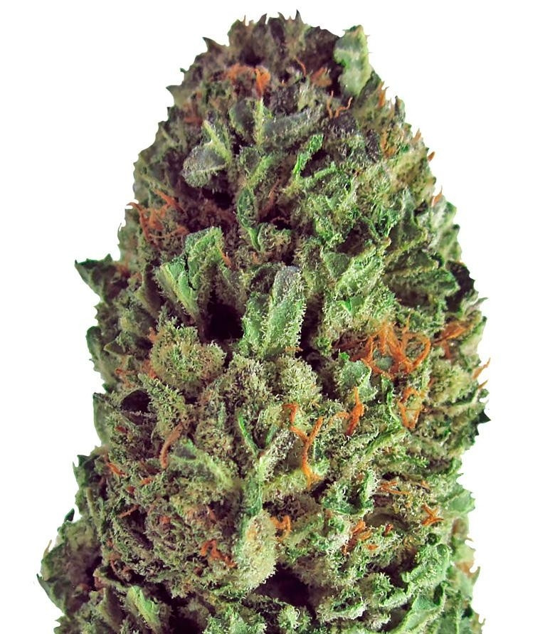 Budzilla fem (Heavyweight Seeds) Budzilla fem (Heavyweight Seeds)