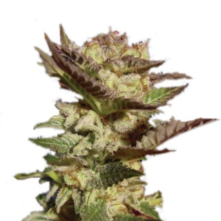 Семена сорта Durga Mata fem (Paradise Seeds) Семена сорта Durga Mata fem (Paradise Seeds)
