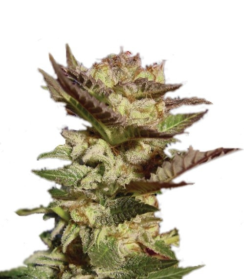 Семена сорта Durga Mata fem (Paradise Seeds) Семена сорта Durga Mata fem (Paradise Seeds)