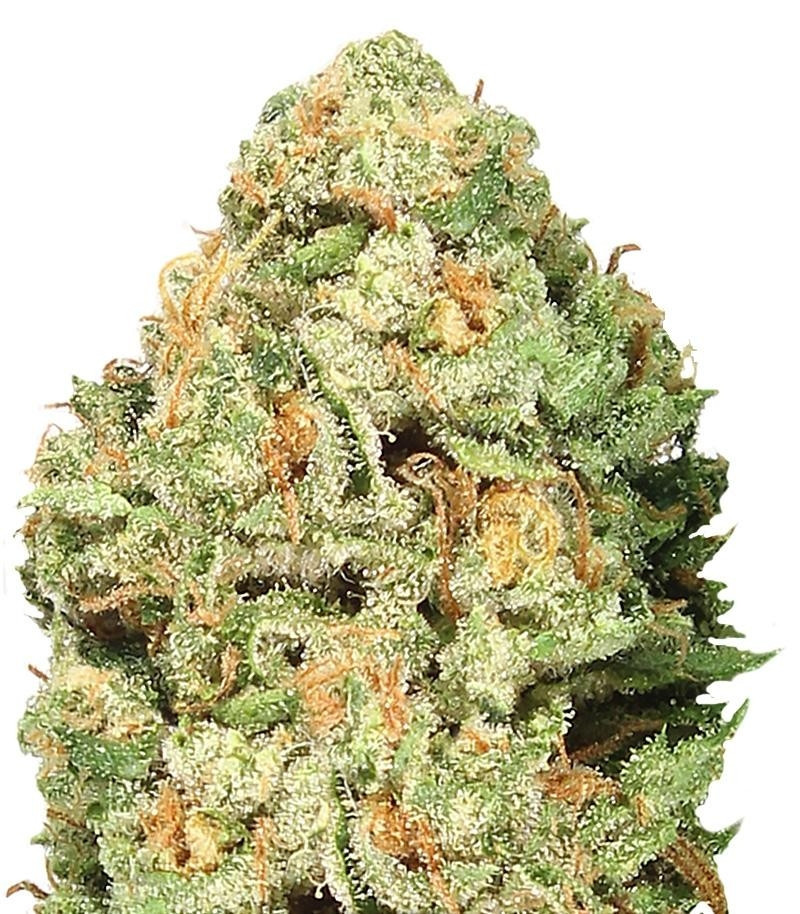 Fruit Punch Auto fem (Heavyweight Seeds) Fruit Punch Auto fem (Heavyweight Seeds)