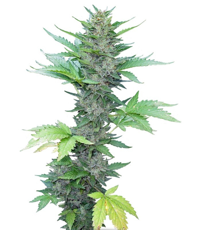 Семена сорта Green Poison Auto fem (Sweet Seeds) Семена сорта Green Poison Auto fem (Sweet Seeds)