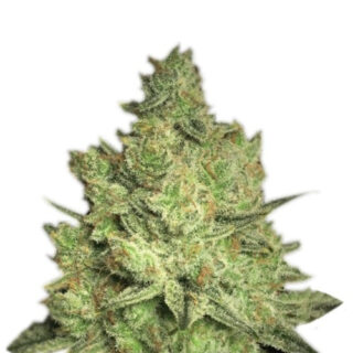 Семена сорта Jacky White fem (Paradise Seeds) Семена сорта Jacky White fem (Paradise Seeds)