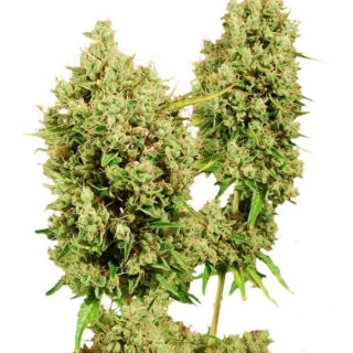 LSD fem (Barney's Farm) LSD fem (Barney's Farm)