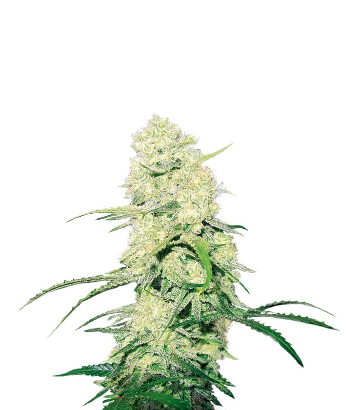 Malakoff fem (Medical Seeds) Malakoff fem (Medical Seeds)