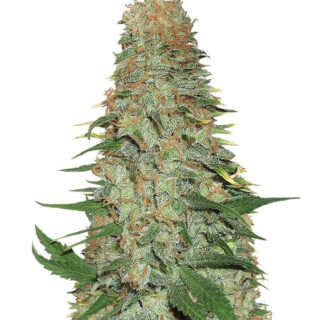 Семена сорта Mango Chutney fem (Dr. Krippling Seeds) Семена сорта Mango Chutney fem (Dr. Krippling Seeds)