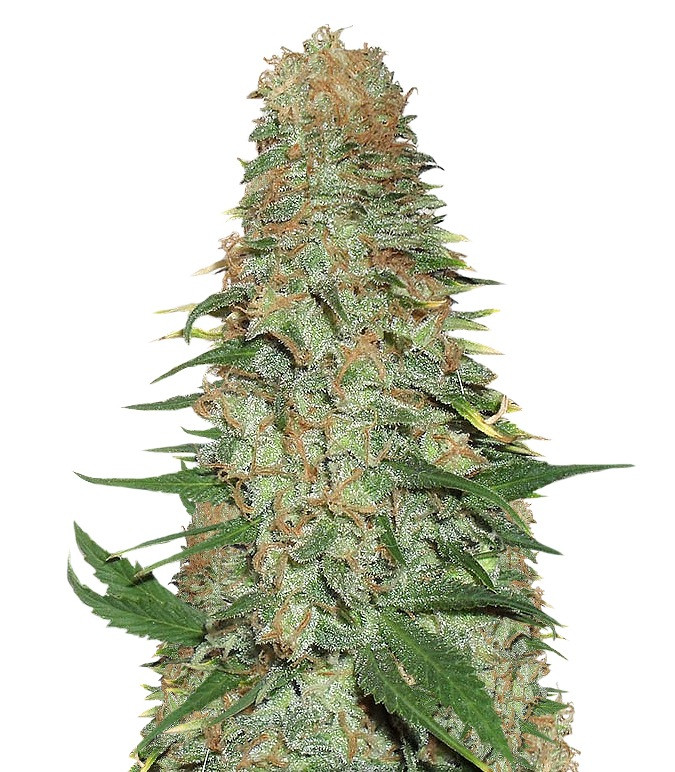 Семена сорта Mango Chutney fem (Dr. Krippling Seeds) Семена сорта Mango Chutney fem (Dr. Krippling Seeds)