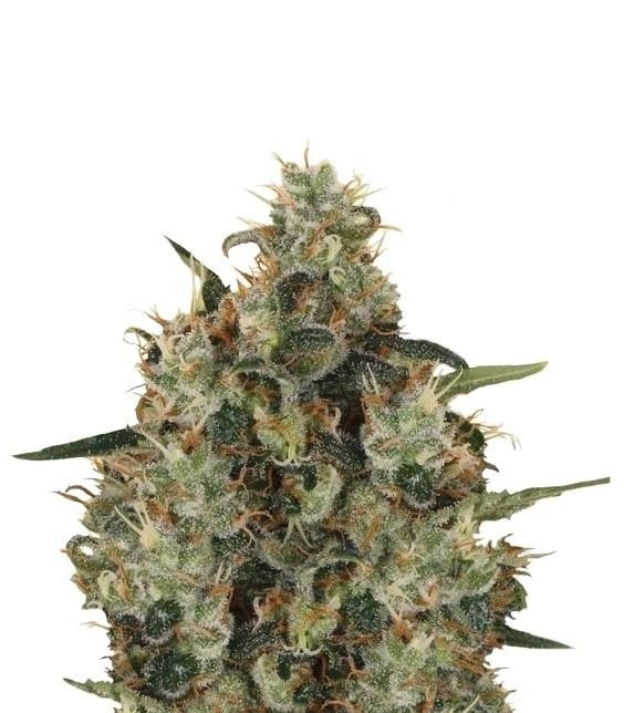 Medical Mass fem (RQS) семена конопли Medical Mass fem (RQS) семена конопли