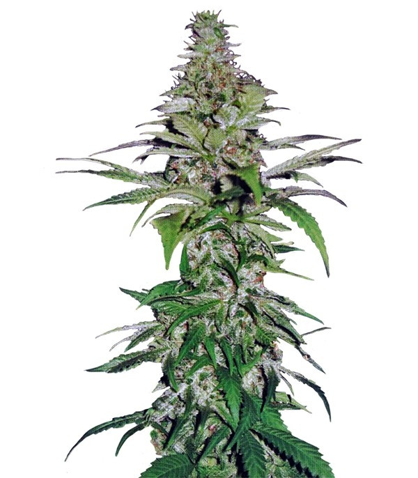 Northern Lights fem (Pyramid Seeds) Northern Lights fem (Pyramid Seeds)