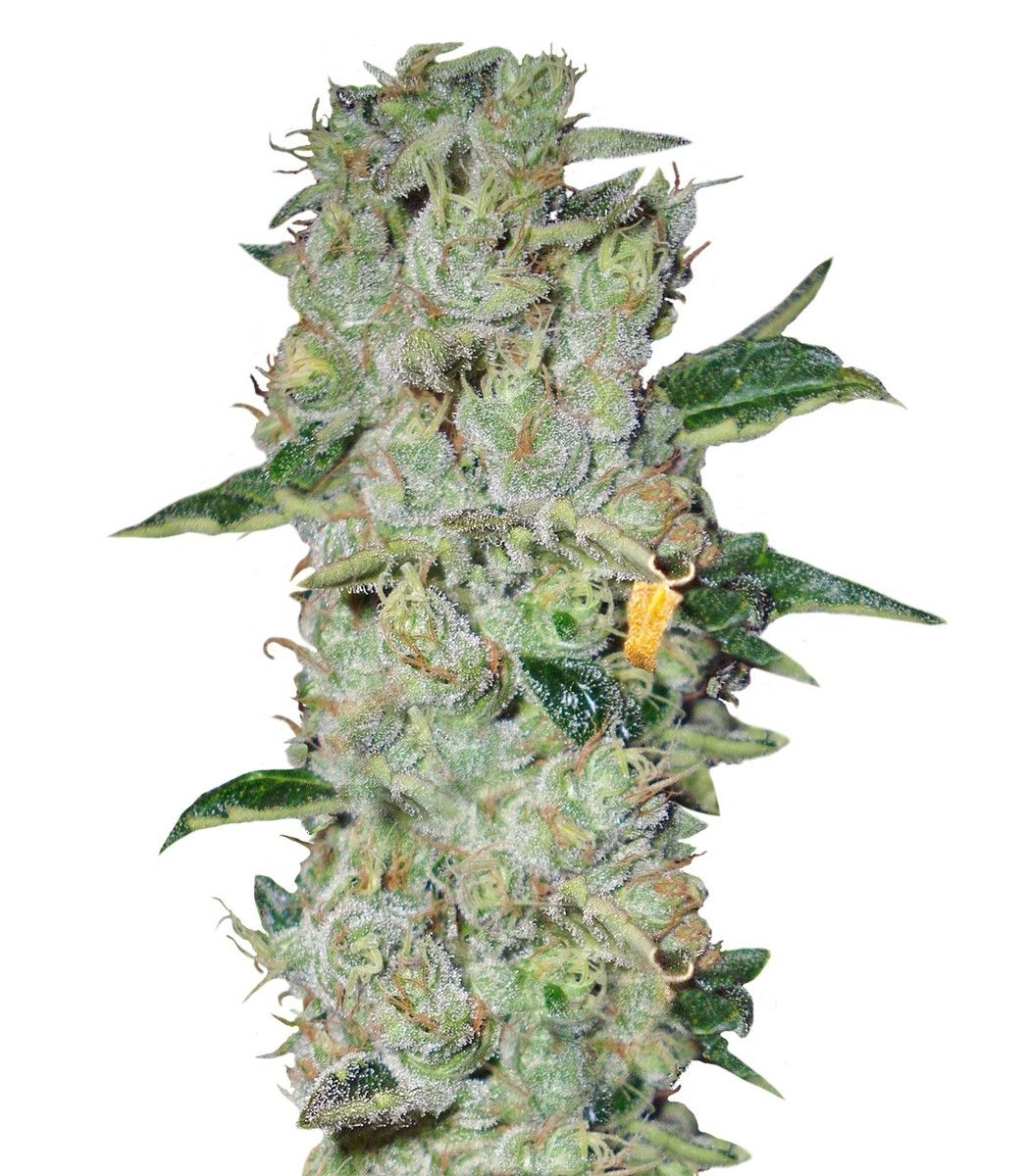 Сорт Northern Lights regular (Nirvana Seeds) Сорт Northern Lights regular (Nirvana Seeds)