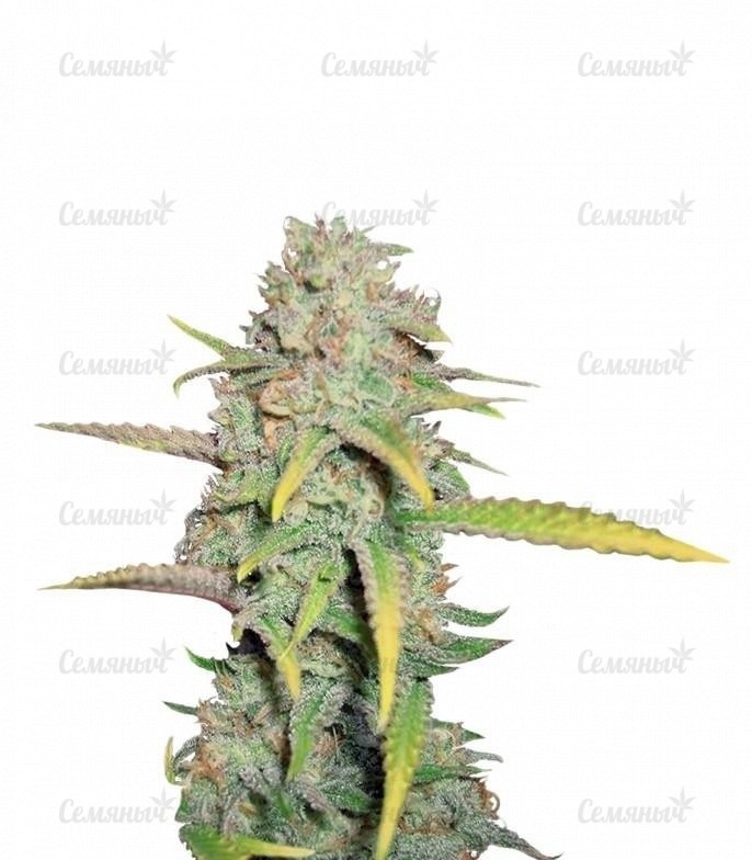 Семена сорта Sweet Amnesia Haze (Sweet Seeds) Семена сорта Sweet Amnesia Haze (Sweet Seeds)