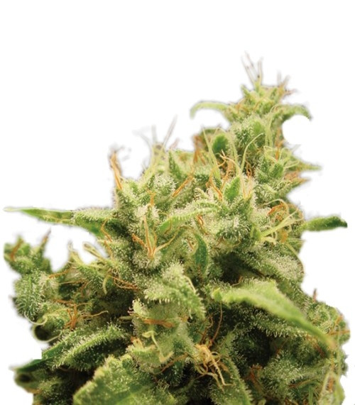 Семена сорта Opium fem (Paradise Seeds) Семена сорта Opium fem (Paradise Seeds)