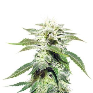 Семена сорта Original White Widow (IBL) fem (Paradise Seeds) Семена сорта Original White Widow (IBL) fem (Paradise Seeds)