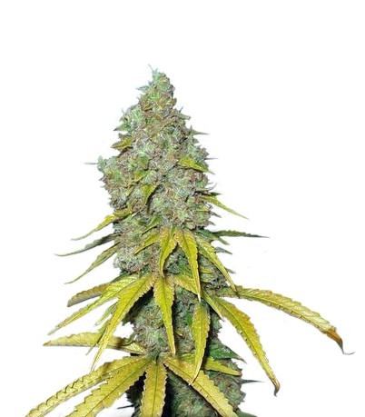 Семена сорта Raspberry Cough fem (Nirvana Seeds) Семена сорта Raspberry Cough fem (Nirvana Seeds)