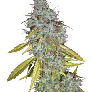 Семена сорта Red Cherry Berry (Barney's Farm) Семена сорта Red Cherry Berry (Barney's Farm)