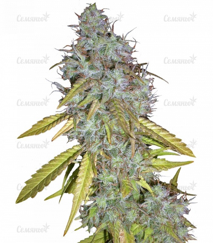 Семена сорта Sour Diesel #2 regular (Humboldt Seeds) Семена сорта Sour Diesel #2 regular (Humboldt Seeds)